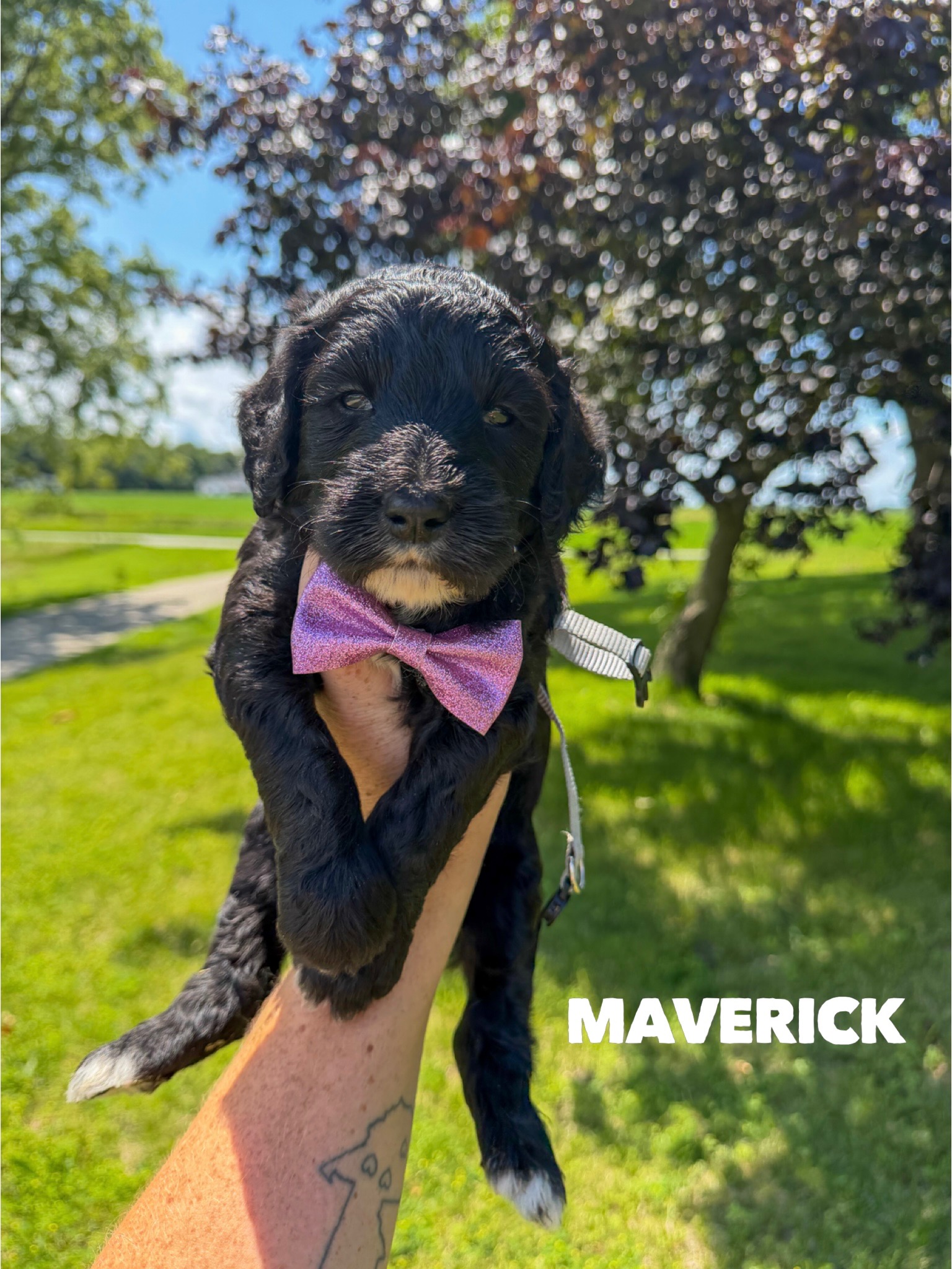 Maverick 1